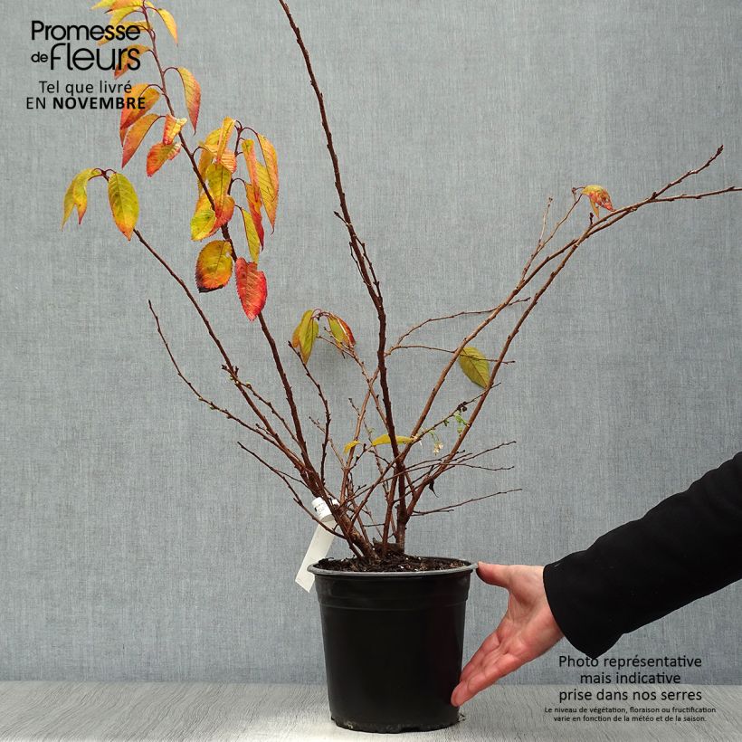 Example of Zierkirsche Autumnalis Rosea - Prunus Topf mit 4L/5L as you get in automne