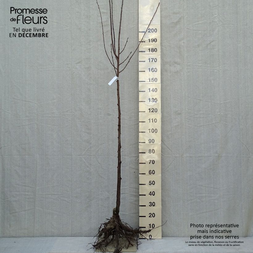 Example of Sargents Kirsche - Prunus sargentii Wurzelnackt as you get in hiver
