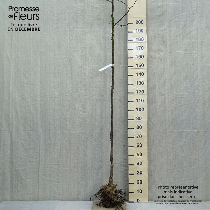 Example of Zierkirsche Accolade - Prunus Wurzelnackt as you get in hiver