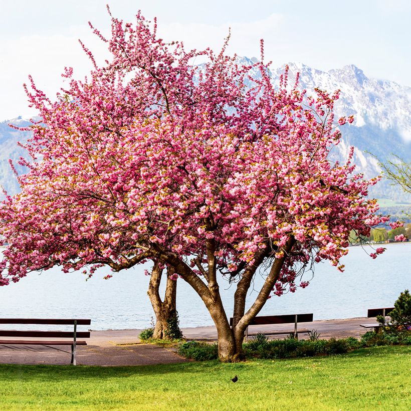 Zierkirsche Kanzan - Prunus serrulata (Plant habit)