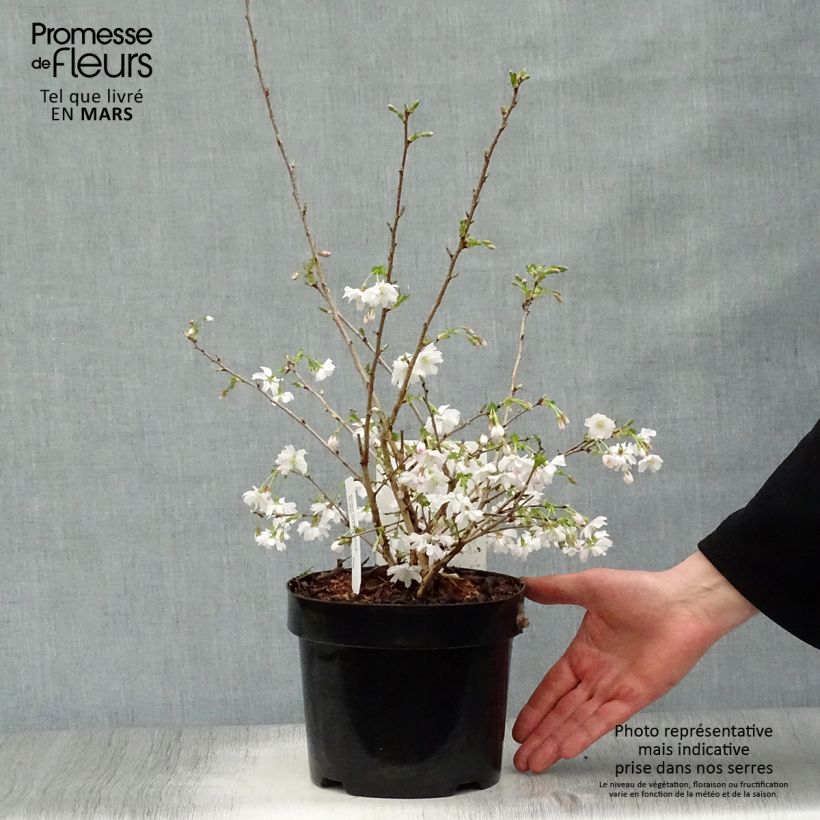 Exemplar von Fuji-Kirsche Mikinori - Prunus incisa Topf mit 3L/4L wie im Frühjahr geliefert