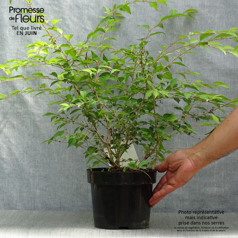 Exemplar von Fuji-Kirsche Mikinori - Prunus incisa Topf mit 3L/4L wie im Sommer geliefert