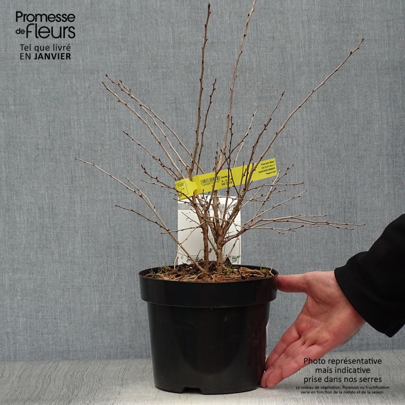 Exemplar von Fuji-Kirsche Mikinori - Prunus incisa Topf mit 3L/4L wie im Winter geliefert