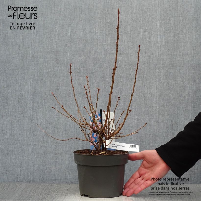 Exemplar von Fuji-Kirsche Paean - Prunus incisa Topf mit 2L/3L wie im Winter geliefert