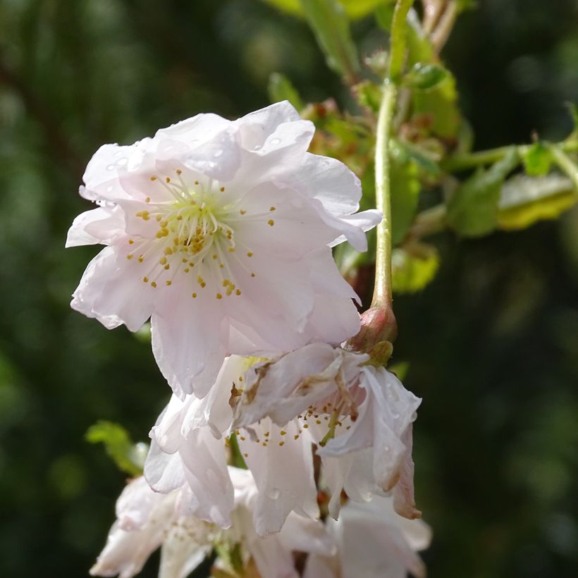 Fuji-Kirsche Oshidori - Prunus incisa (Flowering)