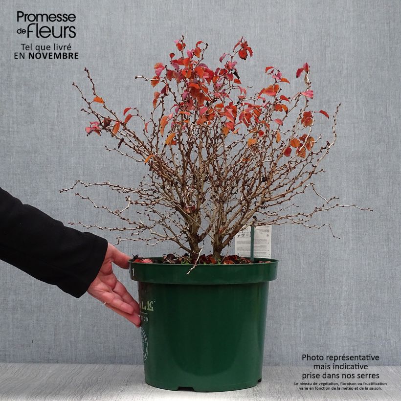 Example of Fuji-Kirsche Kojo no mai - Prunus incisa Topf mit 7,5L/10L as you get in automne