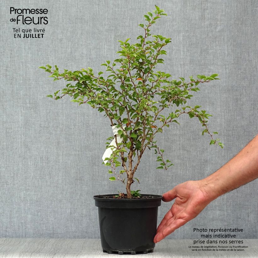 Exemplar von Fuji-Kirsche Kojo no mai - Prunus incisa Topf mit 2L/3L wie im Sommer geliefert