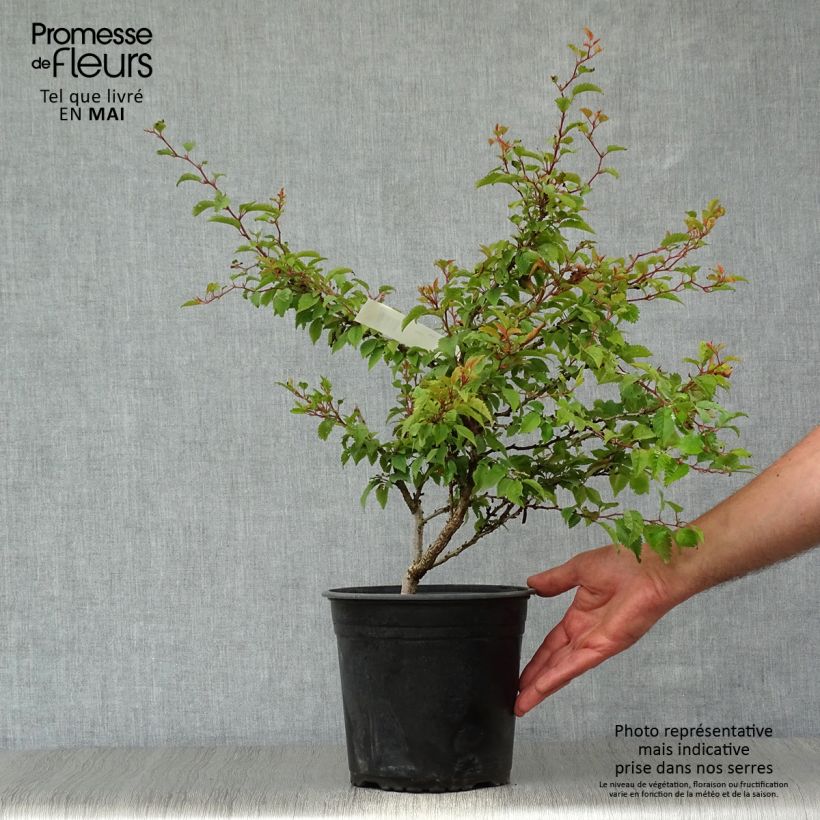 Exemplar von Fuji-Kirsche Kojo no mai - Prunus incisa Topf mit 2L/3L wie im Frühjahr geliefert