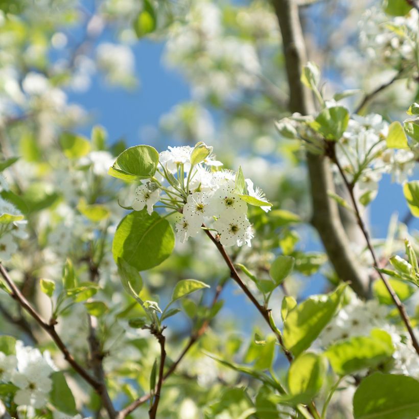 Zierkirsche Sunset Boulevard - Prunus serrulata (Flowering)
