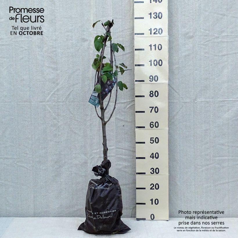 Example of Süßkirsche Bigalise 'enjidel' - Prunus avium Plug "Fertig-zum-Pflanzen", Gobelet-Form as you get in automne