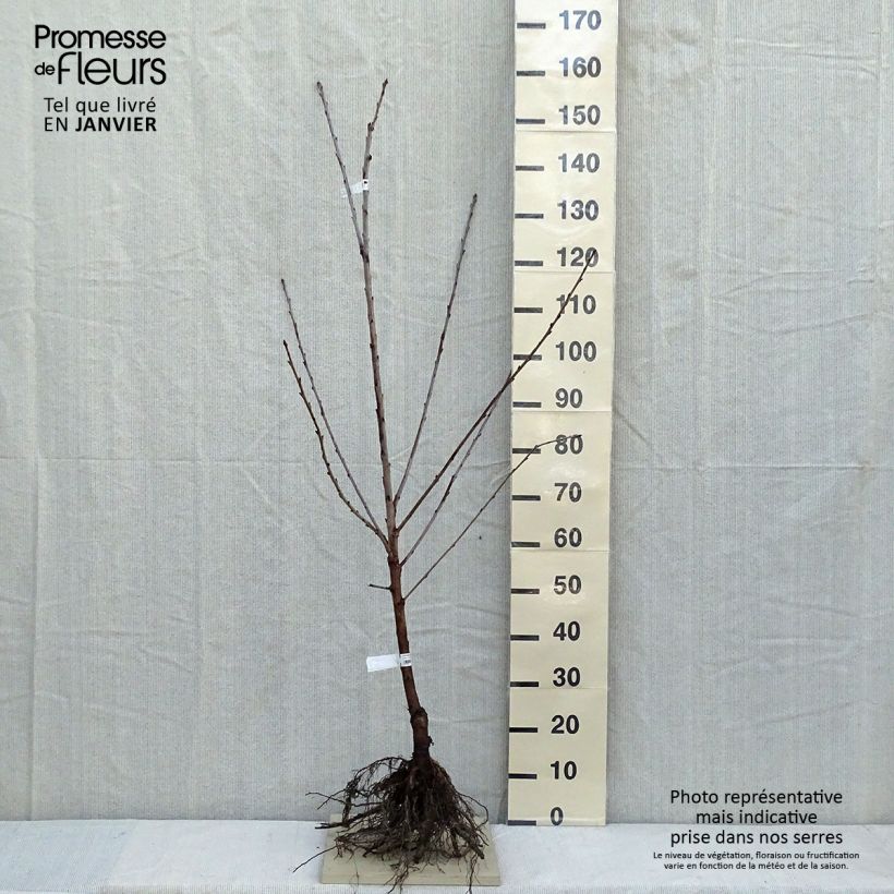Example of Süßkirsche Bigalise 'enjidel' - Prunus avium Wurzelnackt, Gobelet-Form as you get in hiver