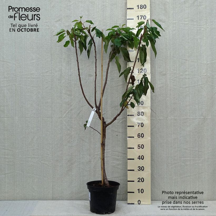 Example of Süßkirsche Burlat - Prunus avium Topf mit 7,5L/10L, Gobelet-Form as you get in automne