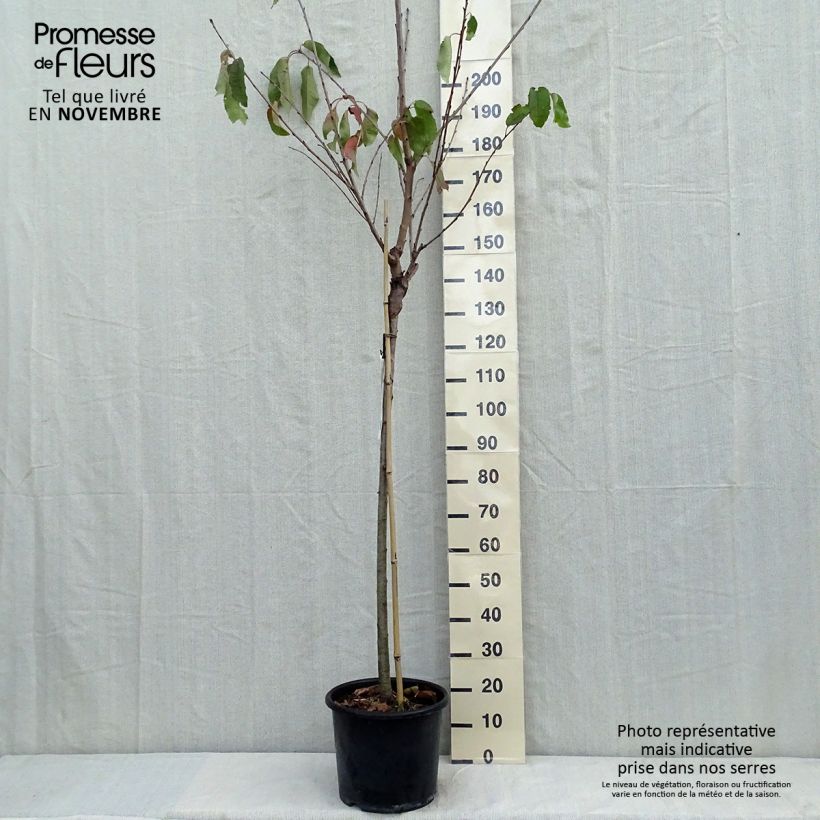 Example of Süßkirsche Burlat - Prunus avium Topf mit 7,5L/10L, Halbstamm as you get in automne
