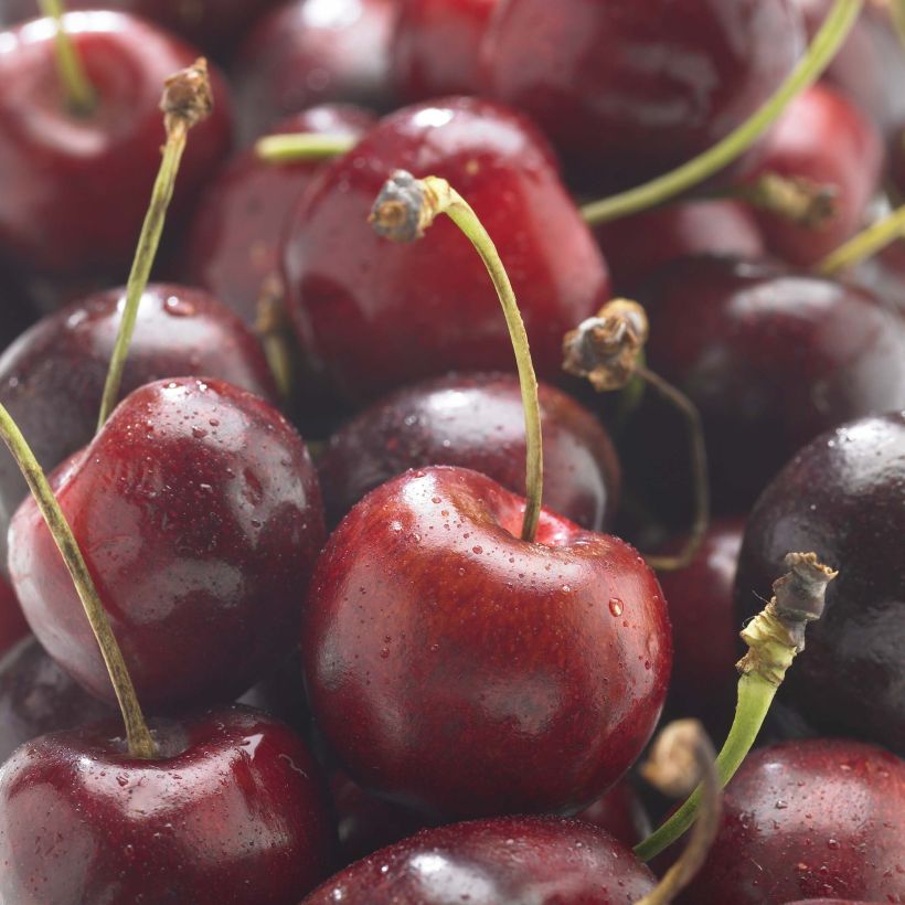 Süßkirsche hâtif Delbard 'Rivedel' - Prunus avium (Harvest)