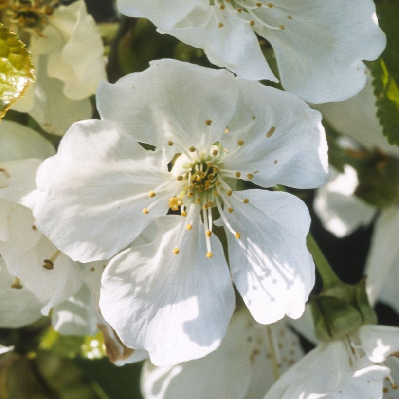 Süßkirsche Marmotte - Prunus avium (Flowering)
