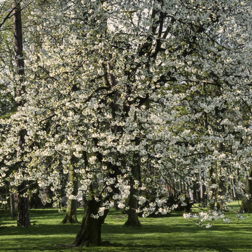 Süßkirsche Marmotte - Prunus avium (Plant habit)