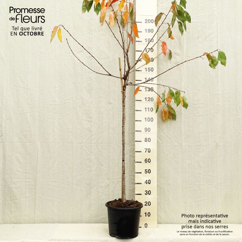 Example of Süßkirsche Coeur de Pigeon - Prunus avium Topf mit 7,5L/10L, Halbstamm as you get in automne