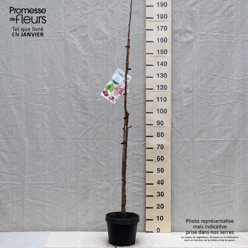 Exemplar von Sauerkirsche Hong kong - Prunus cerasus Topf mit 6L/7L, Säulenförmig wie im Winter geliefert