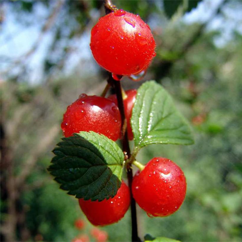 Süßkirsche Sylvia - Prunus avium (Harvest)