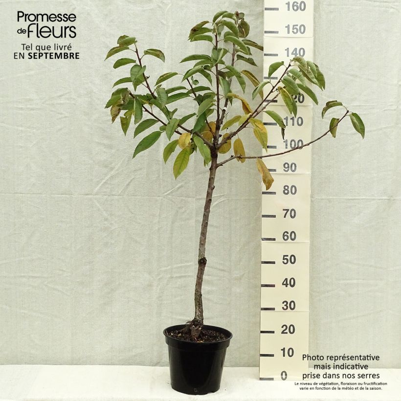 Example of Süßkirsche Sylvia - Prunus avium Topf mit 7,5L/10L, Gobelet-Form as you get in automne