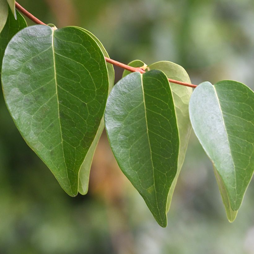 Eugenia uniflora - Eugenie (Foliage)