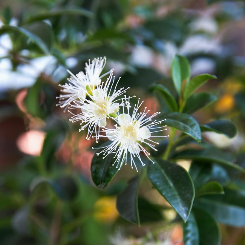 Eugenia uniflora - Eugenie (Flowering)