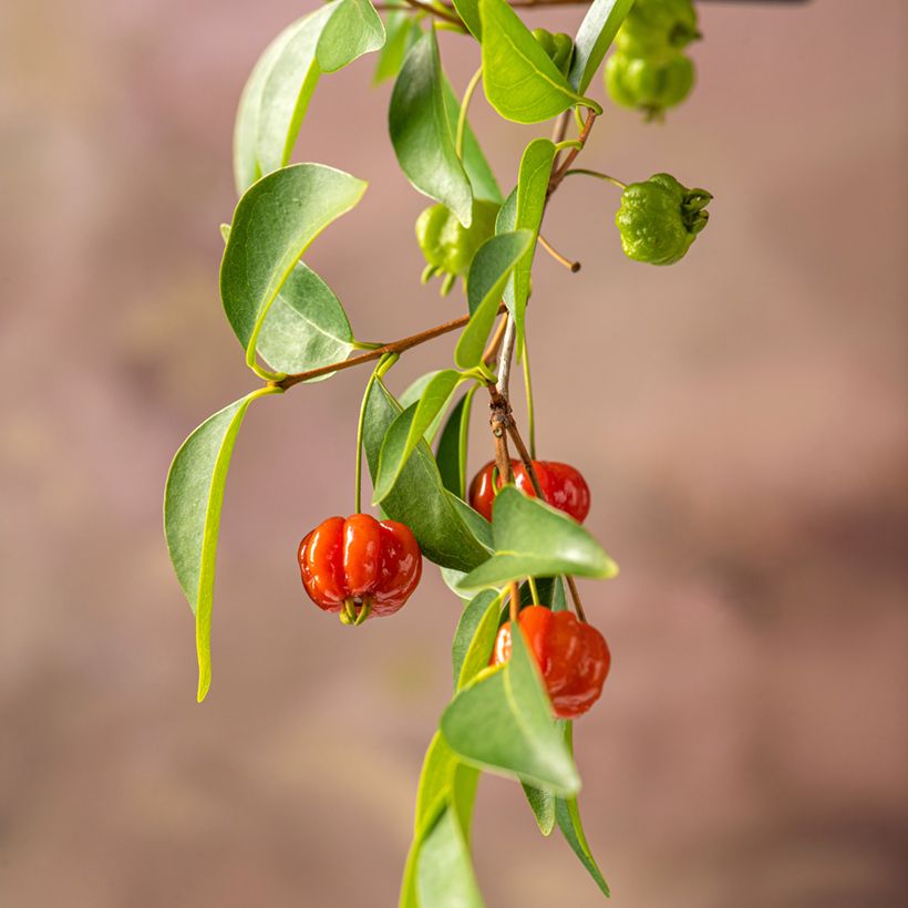 Eugenia uniflora - Eugenie (Harvest)