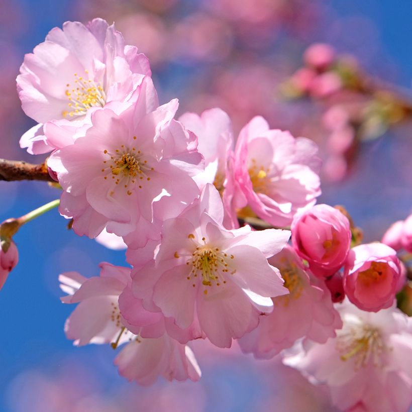 Zierkirsche Accolade - Prunus (Flowering)