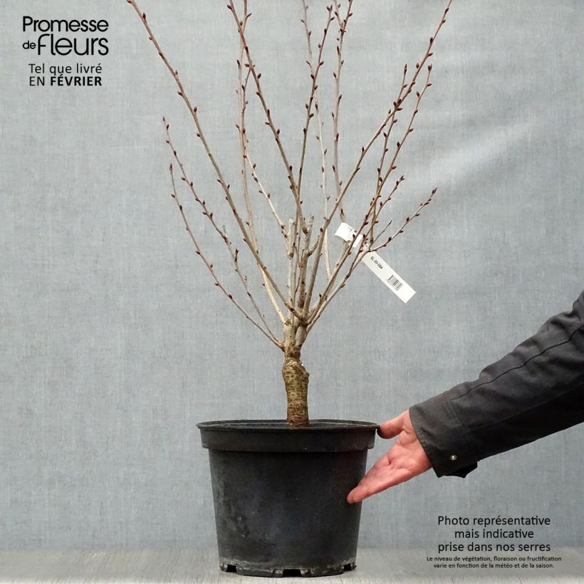 Exemplar von Zierkirsche Kanzan - Prunus serrulata Topf mit 7,5L/10L wie im Winter geliefert