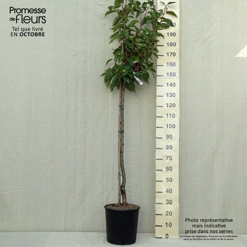 Example of Zierkirsche Kanzan - Prunus serrulata Topf mit 7,5L/10L as you get in automne