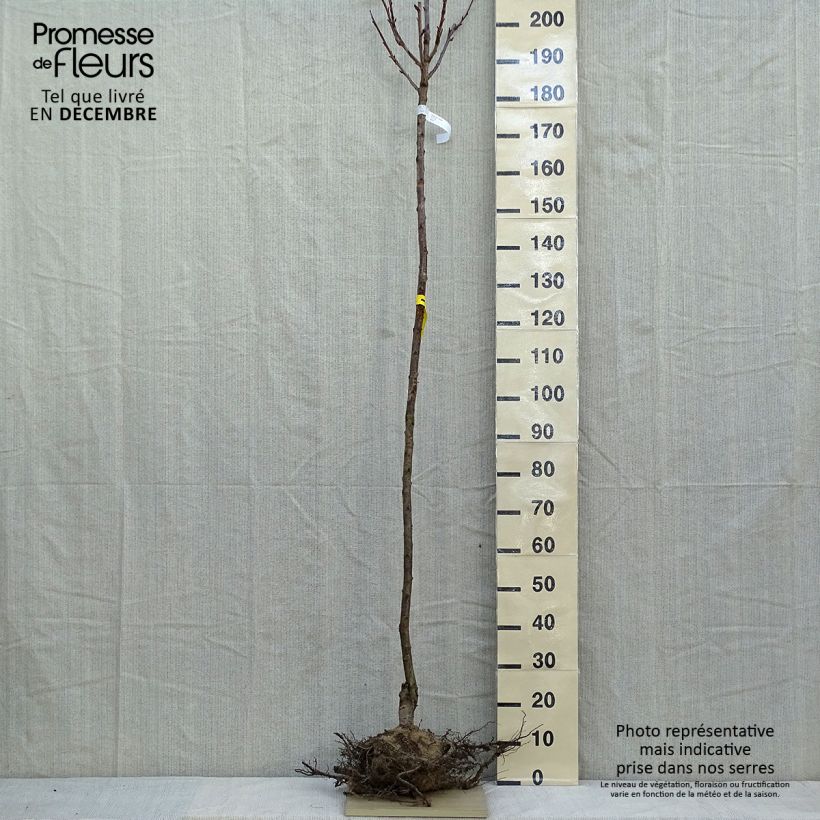 Example of Zierkirsche Kanzan - Prunus serrulata Wurzelnackt as you get in hiver