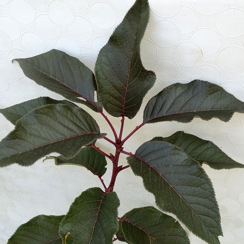 Zierkirsche Royal Burgundy - Prunus serrulata (Foliage)