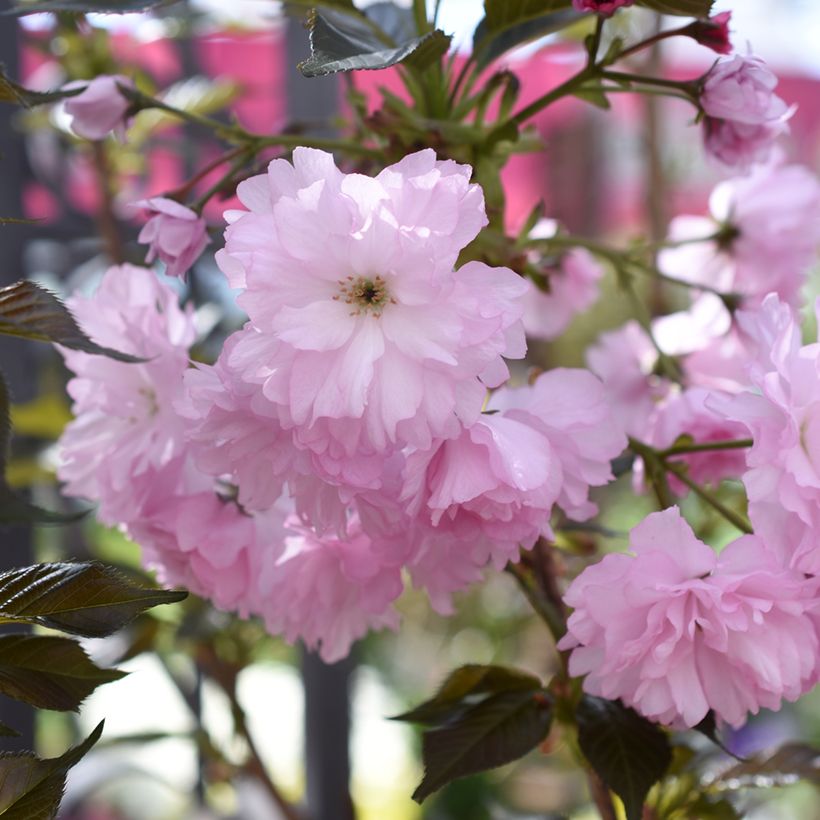 Zierkirsche Royal Burgundy - Prunus serrulata (Flowering)