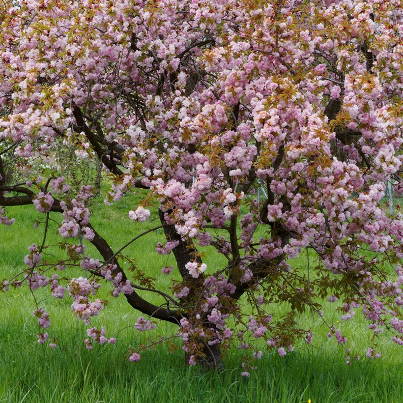 Zierkirsche Royal Burgundy - Prunus serrulata (Plant habit)