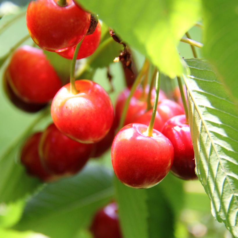 Sauerkirsche Griotte de Montmorency pleureur Bio - Prunus cerasus (Harvest)