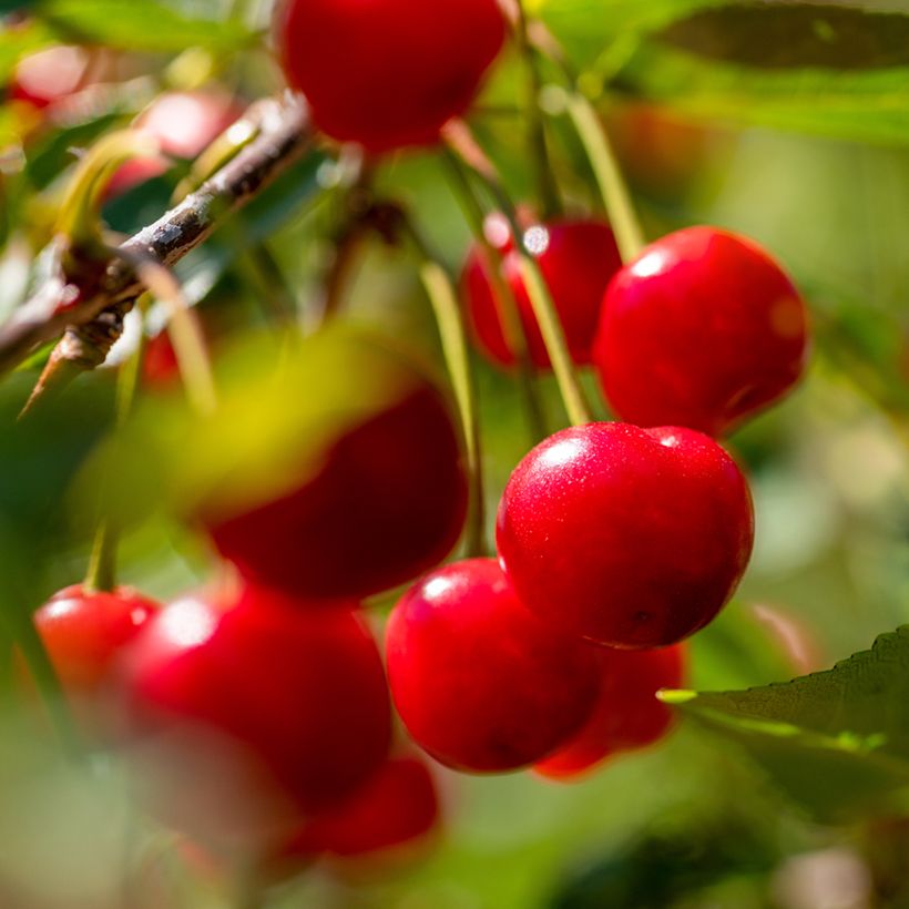 Sauerkirsche Griottier de la Toussaint Bio - Prunus cerasus var. semperflorens (Harvest)
