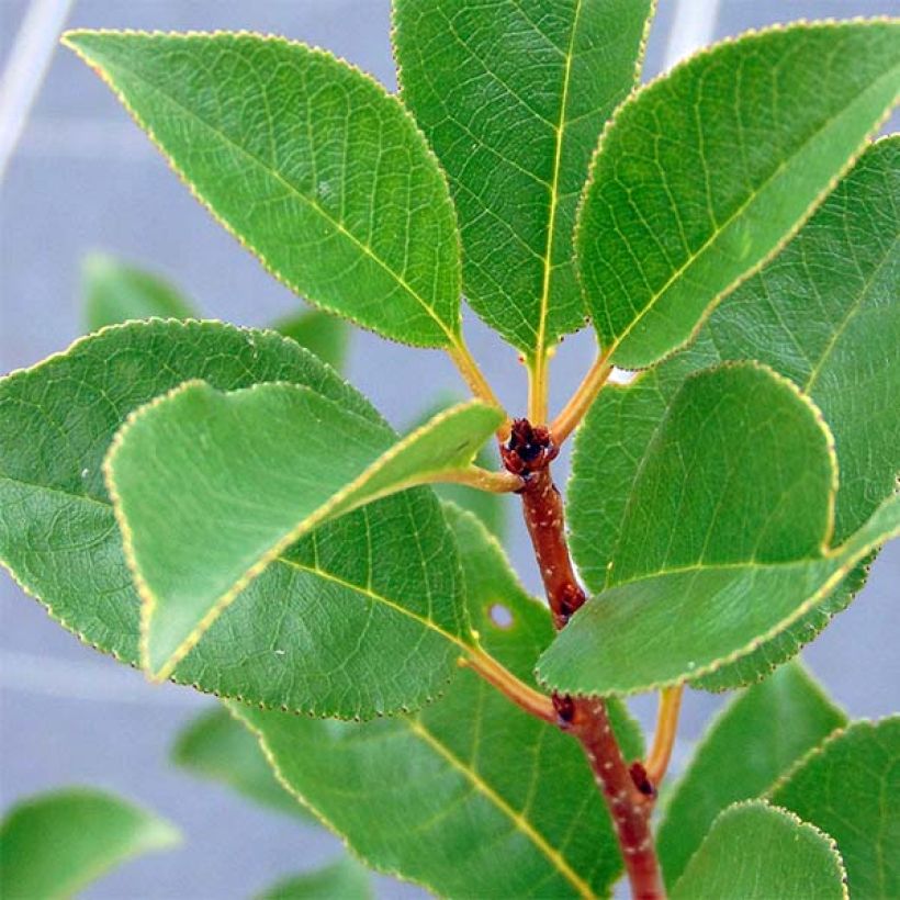 Zwerg-Kirschbaum Cherry Boop - Prunus (Foliage)