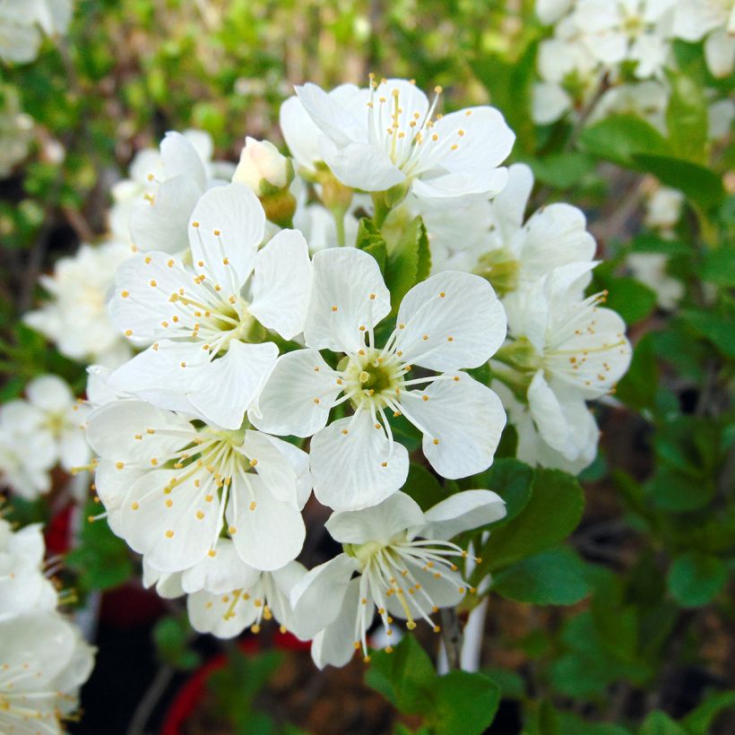 Zwerg-Kirschbaum Cherry Boop - Prunus (Flowering)