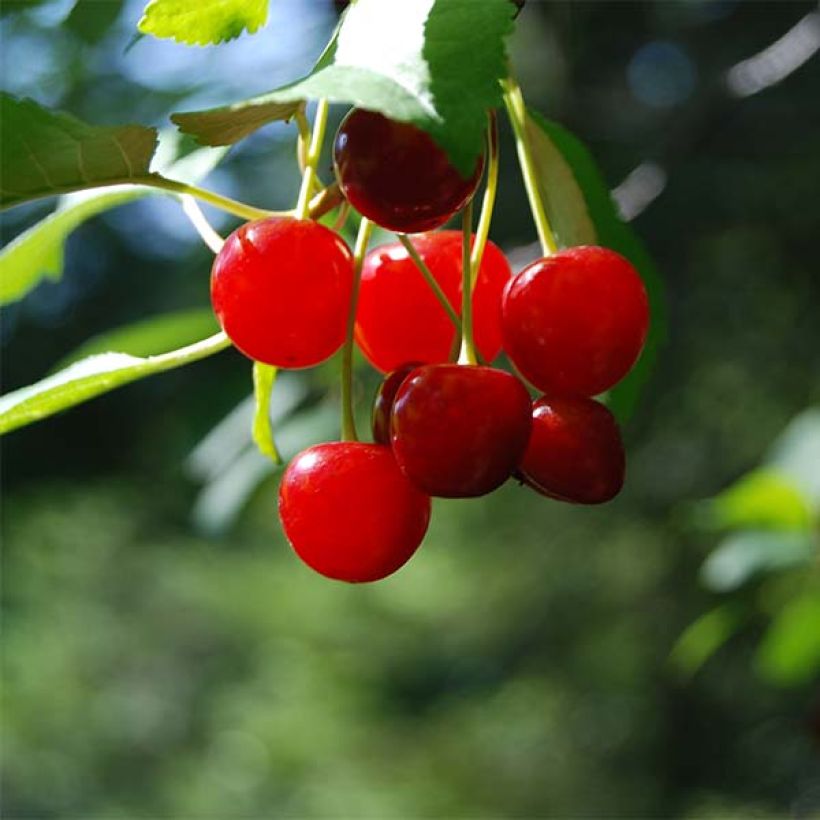 Zwerg-Kirschbaum Cherry Boop - Prunus (Harvest)