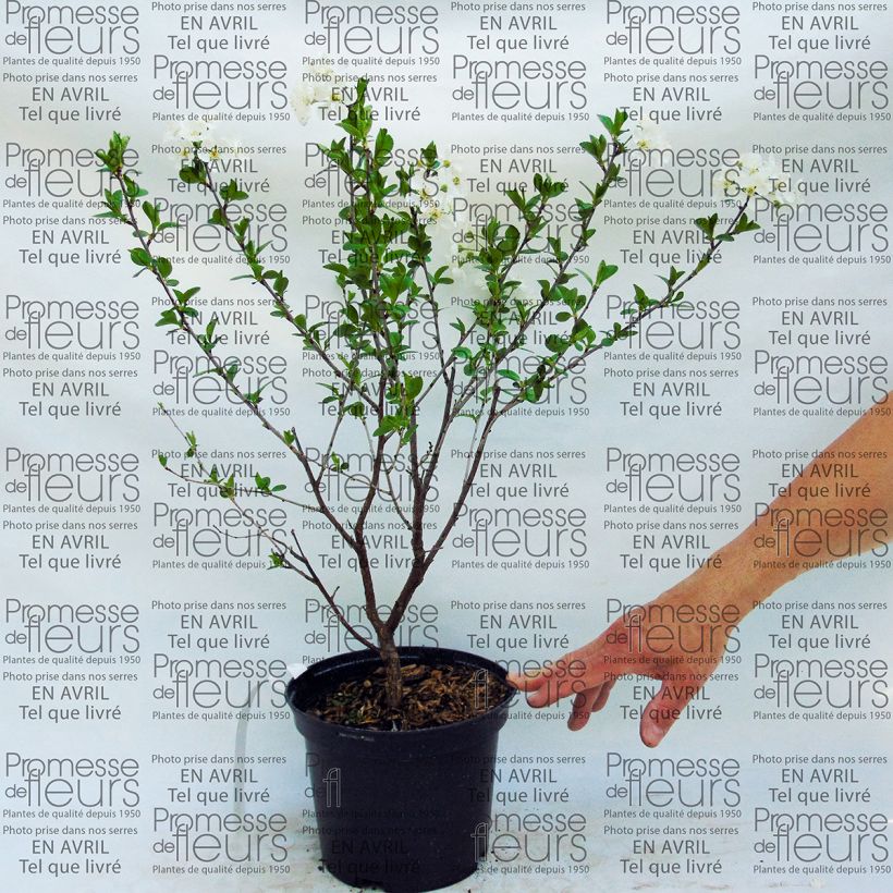 Example of Zwerg-Kirschbaum Cherry Boop - Prunus Topf mit 2L/3L, Zwergform as you get