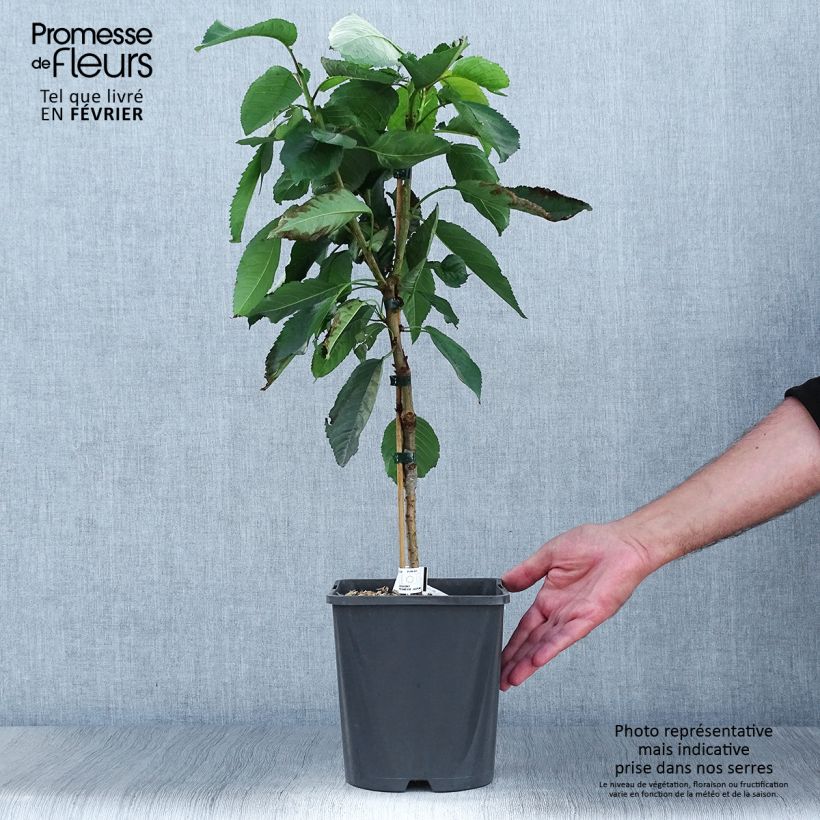 Example of Sauerkirsche Fruit Me Cherry Me - Prunus cerasus Topf mit 4L/5L, Zwergform as you get in automne