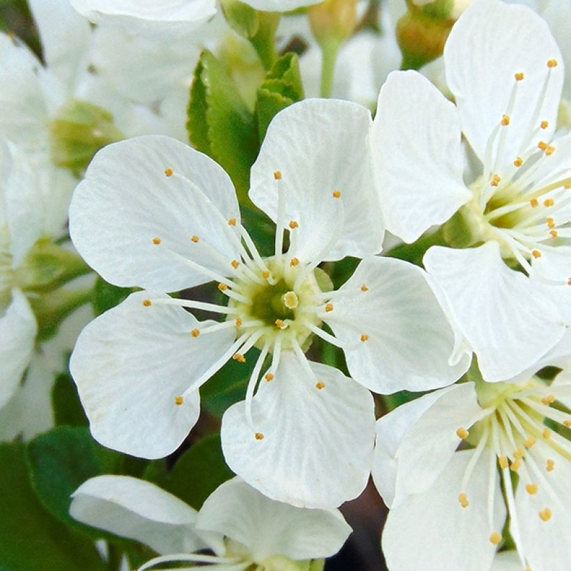 Sauerkirsche Fruit Me Cherry Me - Prunus cerasus (Flowering)