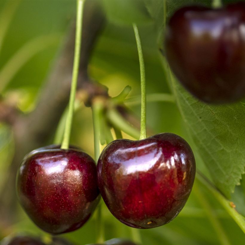 Sauerkirsche Fruit Me Cherry Me - Prunus cerasus (Harvest)