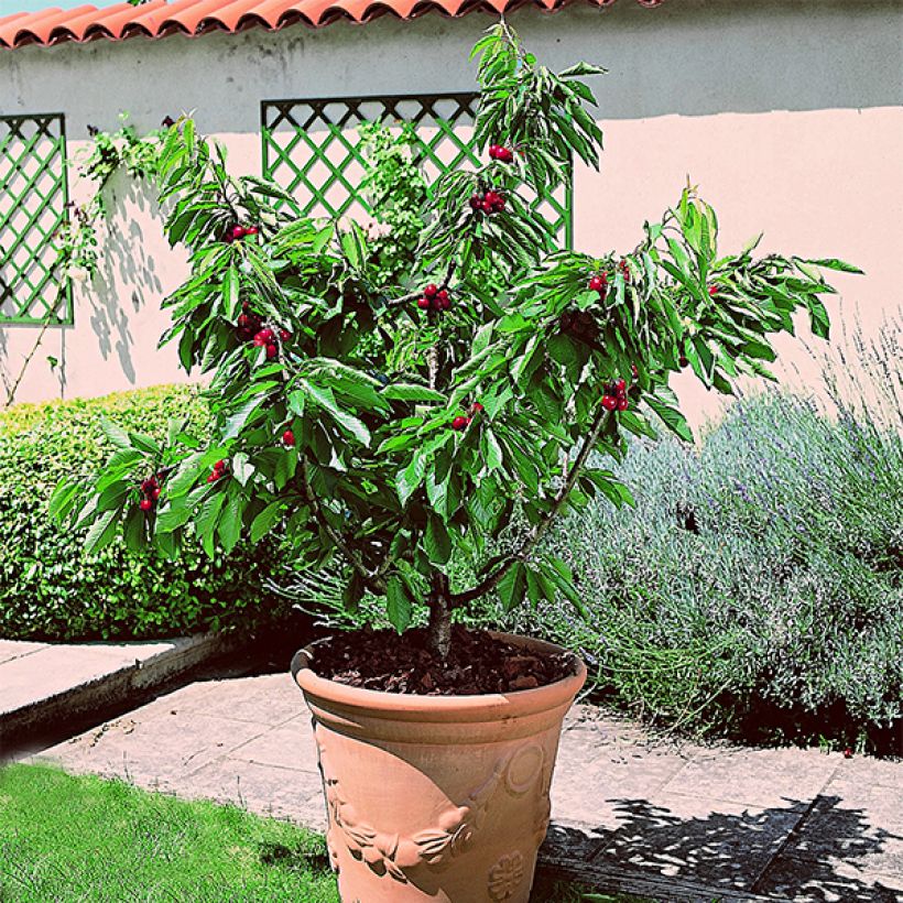 Süßkirsche Garden Bing - Prunus avium (Plant habit)