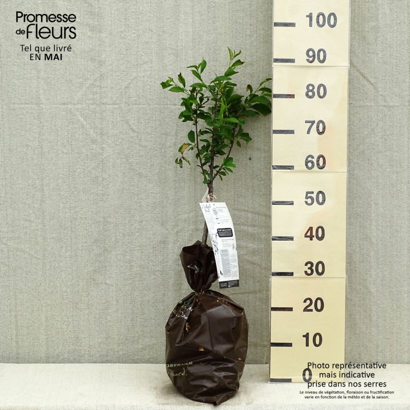 Exemplar von Cerisier nain Griotella - Georges Delbard Motte Prêt-à-planter 1/4 de tige wie im Frühjahr geliefert