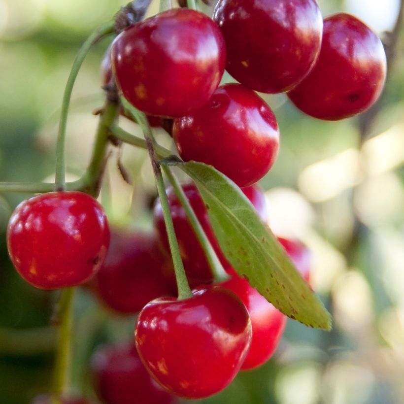 Sauerkirsche Griotella Frumi - Prunus cerasus (Harvest)
