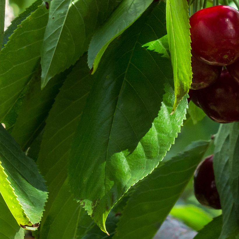 Sauerkirsche Stella Bio - Prunus cerasus (Foliage)
