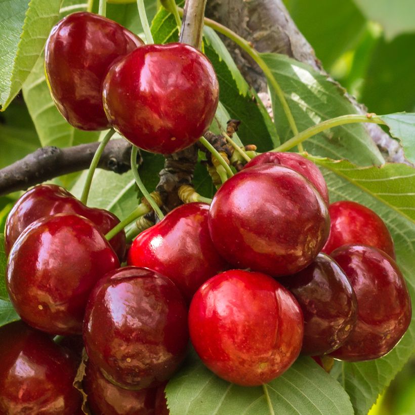 Sauerkirsche Stella Bio - Prunus cerasus (Harvest)