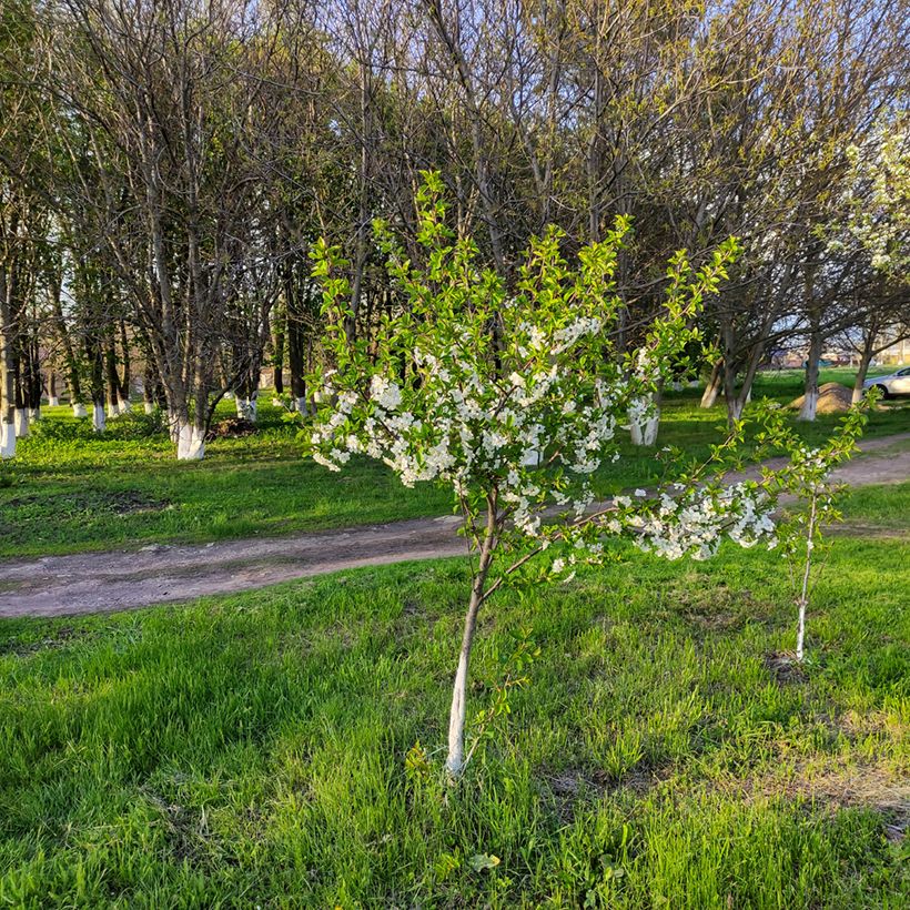 Sauerkirsche Stella Bio - Prunus cerasus (Plant habit)