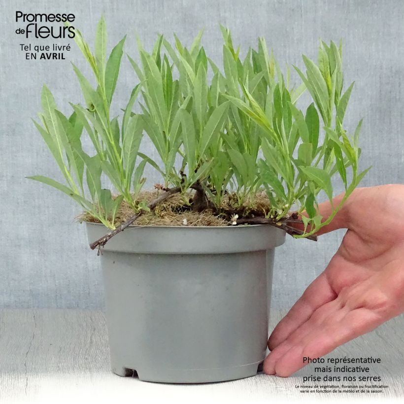 Exemplar von Zierpfirsich Depressa - Prunus pumila Topf mit 2L/3L wie im Frühjahr geliefert